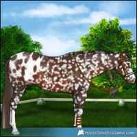 Horse Color:Liver Chestnut Appaloosa