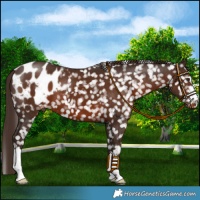 Horse Color:Liver Chestnut Appaloosa 