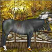 Horse Color:Black Chinchilla Rabicano 