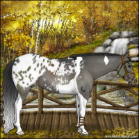 Horse Color:Black Tobiano Varnish 