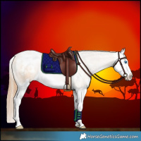 Horse Color:Buckskin Ice Pearl Sabino Splash Appaloosa 