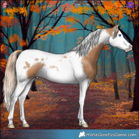 Horse Color:Chestnut Splash Tobiano