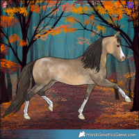 Horse Color:Buckskin Dun 