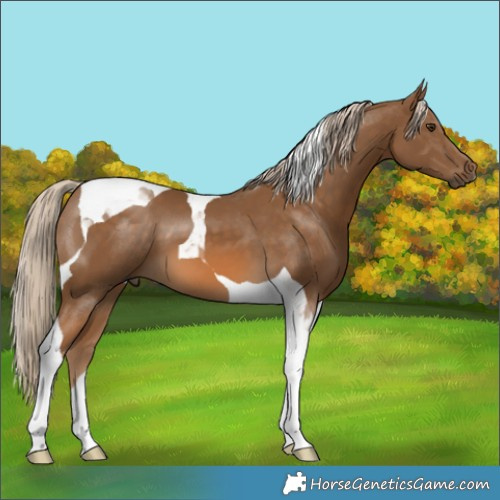 Horse Color:Chocolate Palomino Tobiano 