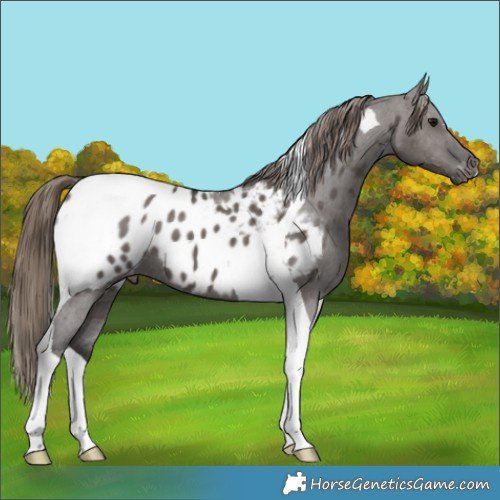 Horse Color:Smoky Grullo Tobiano Appaloosa 