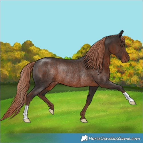 Horse Color:Liver Chestnut Rabicano 
