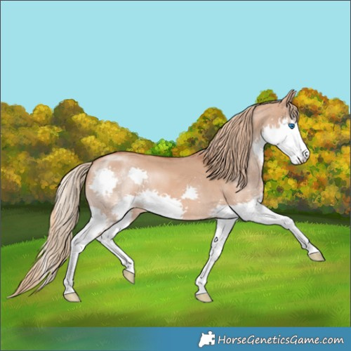 Horse Color:Red Dun Splash 