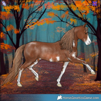 Horse Color:Chestnut Sabino Rabicano