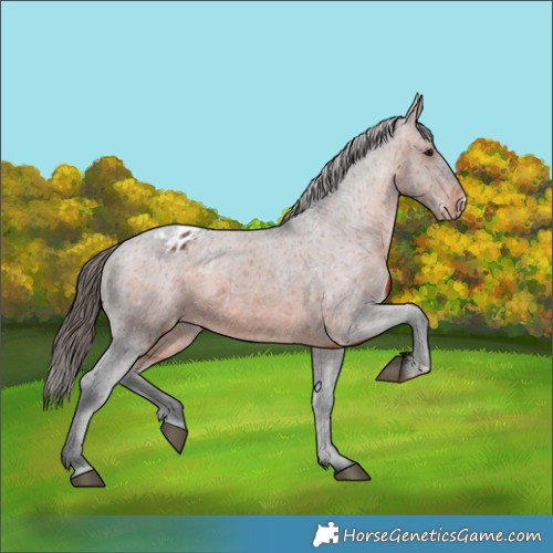 Horse Color:Brown Appaloosa 