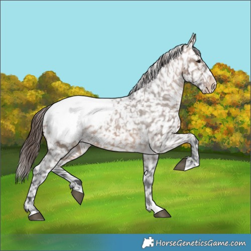 Horse Color:Brown Dun Appaloosa 
