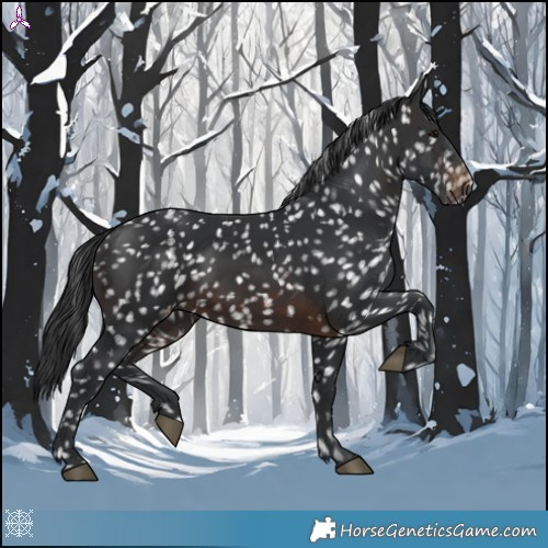 Horse Color:Brown Appaloosa 