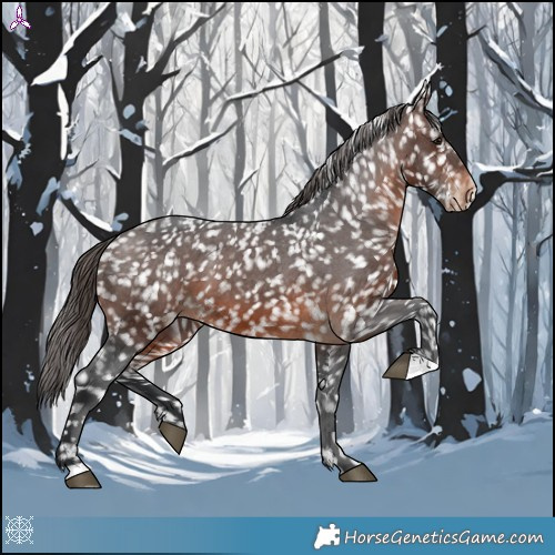 Horse Color:Brown Appaloosa 
