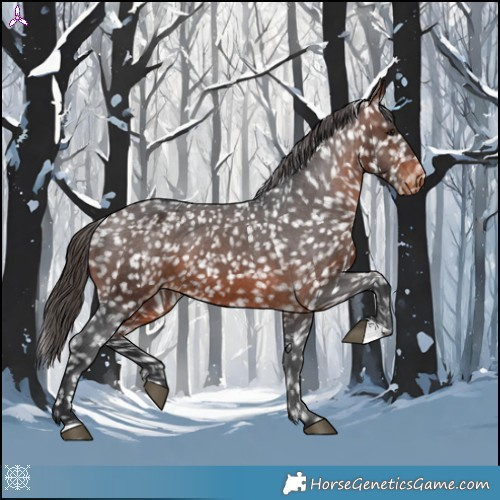 Horse Color:Brown Appaloosa 