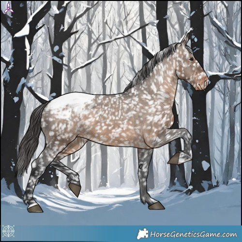 Horse Color:Brown Dun Appaloosa 