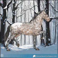 Horse Color:Brown Dun Snowcap 