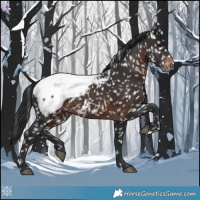 Horse Color:Brown Appaloosa 