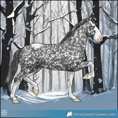 Horse Color:Black Splash Appaloosa 