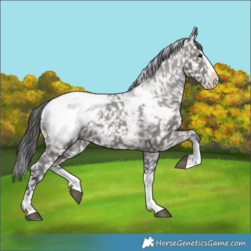 Horse Color:Grullo Splash Appaloosa 