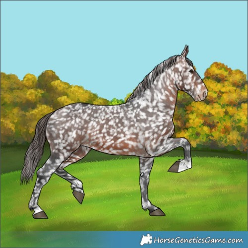 Horse Color:Brown Appaloosa 