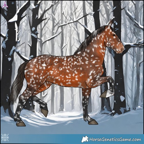 Horse Color:Brown Appaloosa 
