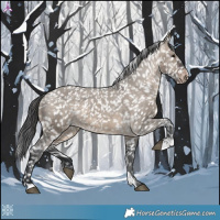 Horse Color:Brown Dun Appaloosa 