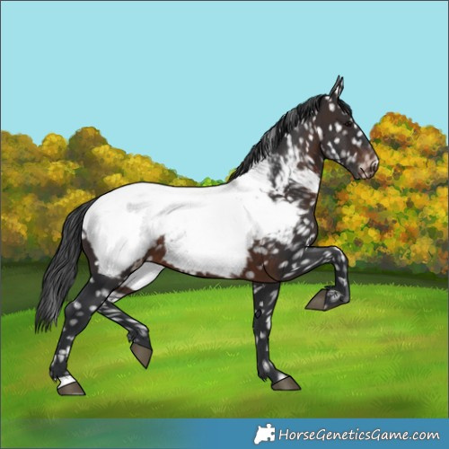 Horse Color:Brown Appaloosa 