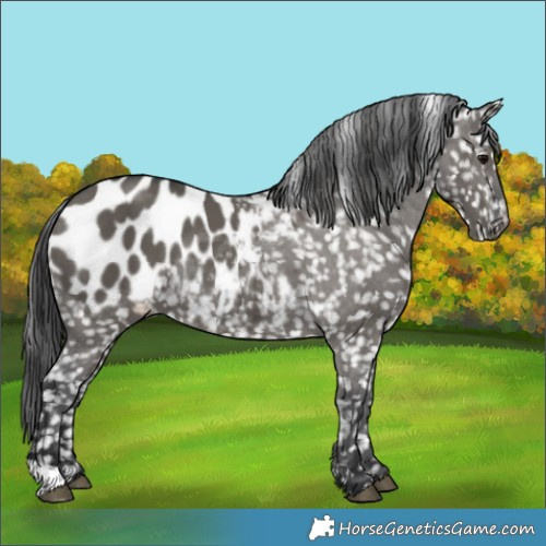 Horse Color:Grullo Appaloosa 