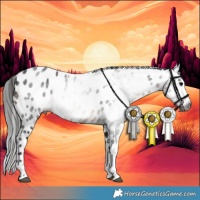 Horse Color:Gray Brown Tobiano Appaloosa