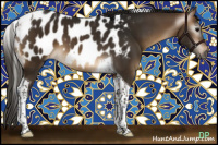 Horse Color:Gray Buckskin Tobiano Blanket