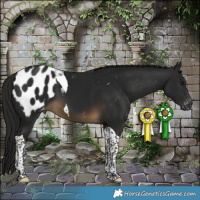 Horse Color:Gray Buckskin Tobiano Blanket 