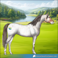 Horse Color:Bay Roan Onyx Appaloosa Rabicano 