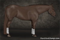 Horse Color:Liver Chestnut and Liver Chestnut