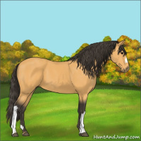Horse Color:Buckskin