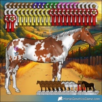 Horse Color:White Spotted Silver Bay 
