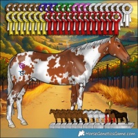 Horse Color:White Spotted Silver Bay 