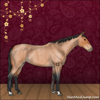 Horse Color:Bay Roan 
