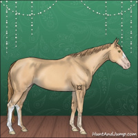 Horse Color:Gold Champagne