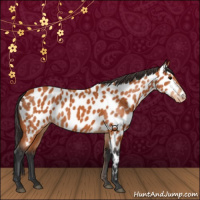 Horse Color:Bay Appaloosa 