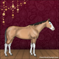 Horse Color:Bay Dun Splash 