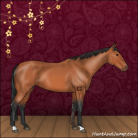 Horse Color:Bay Roan 