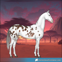 Horse Color:White Spotted Liver Chestnut Tobiano Near Leopard Rabicano 