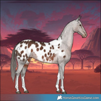 Horse Color:White Spotted Liver Chestnut Tobiano Appaloosa Rabicano 