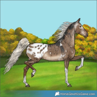 Horse Color:Gray White Spotted Liver Red Dun Mushroom Tobiano Appaloosa Brindle