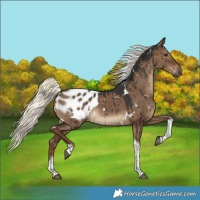Horse Color:Gray White Spotted Liver Red Dun Mushroom Tobiano Appaloosa Brindle 