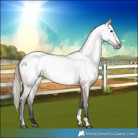 Horse Color:Gray White Spotted Liver Red Dun Tobiano Appaloosa Rabicano 