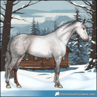 Horse Color:Gray Liver Chestnut Tobiano Appaloosa Rabicano 