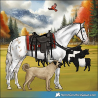 Horse Color:White Spotted Chocolate Palomino Pearl Tobiano Blanket Rabicano 