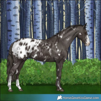 Horse Color:White Spotted Liver Chestnut Sabino Appaloosa 