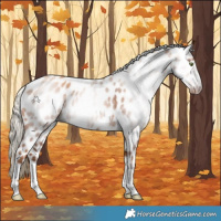 Horse Color:Gray White Spotted Gold Champagne Appaloosa Rabicano 