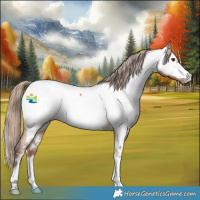 Horse Color:Red Dun Appaloosa 